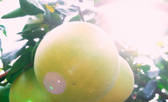 五百年柚乡的“新生”，红心蜜柚搭上钱大妈城乡直通车